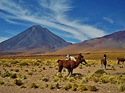 Vegetation is sparse near the volcano, consisting mostly of isolated small bushes. The fauna includes llamas.