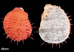 Spondylus senegalensis (K. Schreibers, 1793) from Tenerife, Canary Islands
