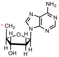 Structure of the deoxyadenosyl radical, a common biosynthetic intermediate[24]