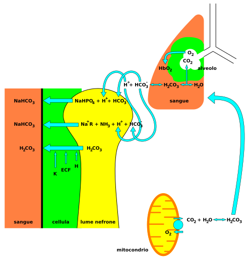 CO2 produced as a waste product of the oxidation of sugars in the mitochondria reacts with water in a reaction catalyzed by carbonic anhydrase to form H2CO3, which is in equilibrium with the cation H+ and anion HCO3−. It is then carried to the lung, where the reverse reaction occurs and CO2 gas is released. In the kidney (left), cells (green) lining the proximal tubule conserve bicarbonate by transporting it from the glomerular filtrate in the lumen (yellow) of the nephron back into the blood (red). The exact stoichiometry in the kidney is omitted for simplicity.
