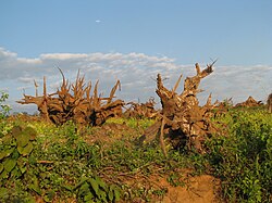Deforestation around Pakke Tiger Reserve, India