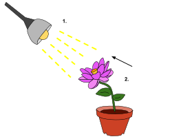 The light from the lamp (1.) functions as a detectable change in the plant's environment. As a result, the plant exhibits a reaction of phototropism—directional growth (2.) toward the light stimulus.
