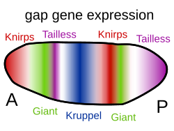 Gap genes in the fruit fly are switched on by genes such as bicoid, setting up stripes across the embryo which start to pattern the body's segments.