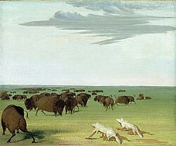 Bison hunters with wolf skin disguises.