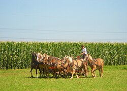 A team of six horses mowing hay in East Lampeter Township, Pennsylvania, U.S.