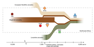 The neolithization of Northwestern Africa corresponded to the arrival of European migration circa 5500 BC (■), and a wave of Levantine migration circa 5000 BC (■), with some local admixture (■).[42]