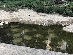 Redds on riverbed