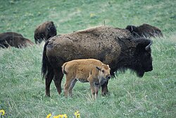 Bison cow and calf