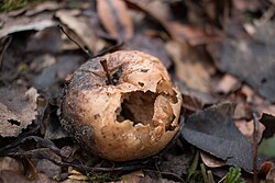 A rotten apple after it fell from a tree