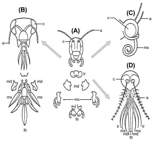 Insect head parts. Legend: a, antennae; c, compound eye; lb, labium; lr, labrum; md, mandibles; mx, maxillae.