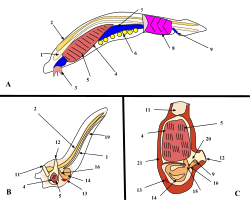 A. Lancelet (a chordate), B. Larval tunicate, C. Adult tunicate. Kowalevsky saw that the notochord (1) and gill slits (5) are shared by tunicates and vertebrates.