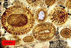 Thin-section view of a Middle Jurassic limestone in southern Utah, U.S. The round grains are ooids; the largest is 1.2 mm (0.05 in) in diameter. This limestone is an oosparite.