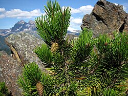 Lodgepole pine cones