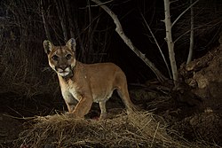 Camera trap image of cougar in the Santa Susana Mountains northwest of Los Angeles