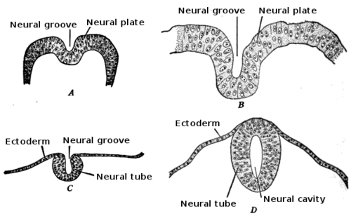 Four stages in the development of the neural tube in the human embryo