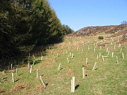 Tree planting is an aspect of habitat conservation. In each plastic tube, a hardwood tree has been planted.