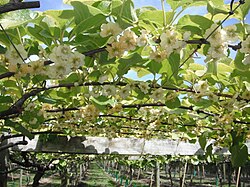 Kiwifruit flowering