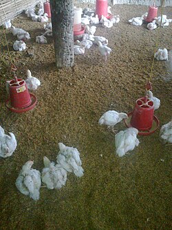 Poultry farming