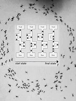 When a colony of ants is confronted with the choice of reaching their food via two different routes of which one is much shorter than the other, their choice is entirely random. However, those who use the shorter route reach the food faster and therefore go back and forth more often between the anthill and the food.[1]