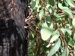Epicormic shoots sprouting vigorously from epicormic buds beneath the thick bushfire damaged bark of a Eucalyptus tree – one of the mechanisms evolved by plants to survive bushfires