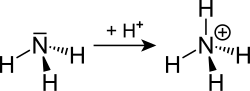 Formation of ammonium