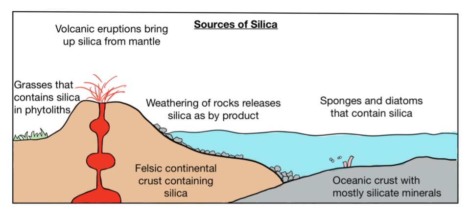 A simplified diagram explaining the sources of silica for silicification. Phytoliths in grasses, sponges and diatoms are the biogenic sources of silica. Phytoliths usually provide continental source of silica while sponges and diatoms are marine silica sources. Lithological silica are brought to surface through volcanic events whereas weathering of pre-existing rocks releases silica into the waters.