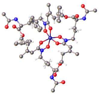 Structure of the siderophore triacetylfusarinine encapsulating iron(III) within a tris(hydroxamate) coordination sphere (color code: red = oxygen, gray = carbon, blue = nitrogen, dark blue = iron).[1]