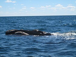 Whale watching off the Valdes Peninsula