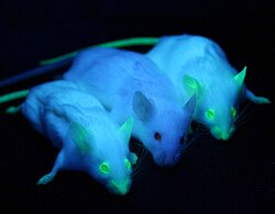Genetically engineered mice expressing green fluorescent protein, which glows green under blue light. The central mouse is wild-type.