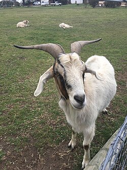 Goat found in Australia