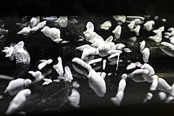 If the vapor pressure exceeds the equilibrium value, it becomes supersaturated and condenses on any available nucleation sites e. g. particles of dust. This principle is used in cloud chambers, where particles of radiation are visualized because they nucleate formation of water droplets.