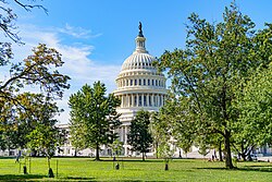 Some of the oldest trees planted by Frederick Law Olmsted on the Capitol Grounds, in 2020