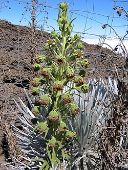Mauna Kea silversword (Argyroxiphium sandwicense sandwicense) growing near the volcano's summit