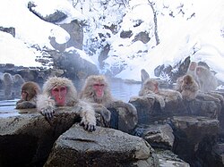 Macaques enjoying an open air hot spring or "onsen" in Nagano