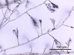 Hyphae of Penicillium