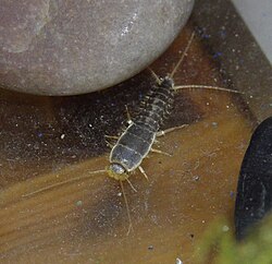Thermobia domestica, firebrat