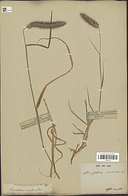 Metadata can come in different layers: This physical herbarium record of Cenchrus ciliaris consists of the specimens as well as metadata about them, while the barcode points to a digital record with metadata about the physical record.