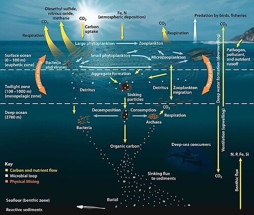 The pelagic food web, showing the central involvement of marine microorganisms in how the ocean imports carbon and then exports it back to the atmosphere and ocean floor
