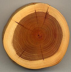 A section of a yew branch showing 27 annual growth rings, pale sapwood, dark heartwood, and pith (center dark spot). The dark radial lines are small knots.