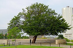 The Survivor Tree on the grounds of the Oklahoma City National Memorial