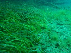Seagrass meadow