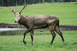 Père David's deer