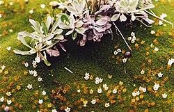 Donatia novae-zelandiae