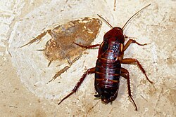 A Turkestan cockroach (Periplaneta lateralis) next to an approximately 108-million-year-old fossil cockroach from the Cretaceous Period