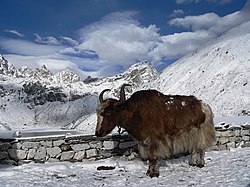 A yak at around 4,790 m (15,720 ft)