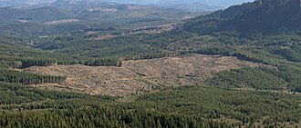 After a century of clearcutting, this forest, near the source of the Lewis and Clark River in Clatsop County, Oregon, is a patchwork. In each patch, most of the trees are the same age.