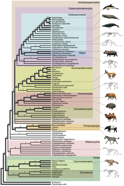 Cladogram showing relationships within Euungulata[20]