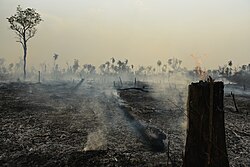 Amazon rainforest fire in Brazil's indigenous territory in 2017