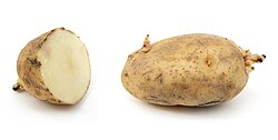A russet potato with sprouts
