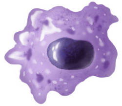 Drawing of a macrophage when fixed and stained by giemsa dye